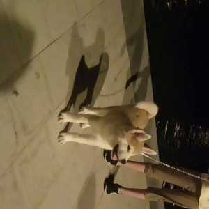 Temiz natura 4ayliq disi akita satilir tam saglam baladi bu sekilde 3a