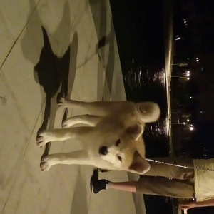 Temiz natura 4ayliq disi akita satilir tam saglam baladi bu sekilde 3a