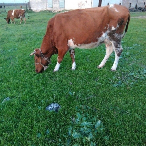 salam balali inek satilir dord aydi kelin alib yan