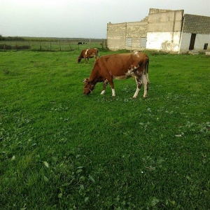 salam balali inek satilir dord aydi kelin alib yanindaki balasi sekkiz