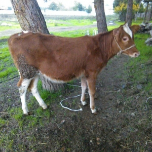 salam balali inek satilir dord aydi kelin alib yanindaki balasi sekkiz