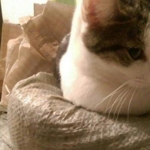 Стерилизованная кошечка ищет дом. Полтора года. Чистая, проглистованна
