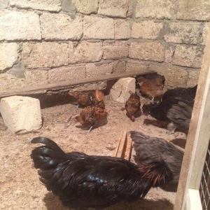 Rahibe 5ayliqdi cutdu 50AZN.
ponpon ayemcemi ile qariwiqdi 5 ayliqdi