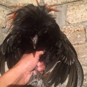 Rahibe 5ayliqdi cutdu 50AZN.
ponpon ayemcemi ile qariwiqdi 5 ayliqdi