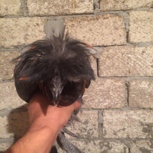 Rahibe 5ayliqdi cutdu 50AZN.
ponpon ayemcemi ile qariwiqdi 5 ayliqdi