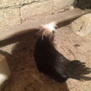 Rahibe 5ayliqdi cutdu 50AZN.
ponpon ayemcemi ile qariwiqdi 5 ayliqdi