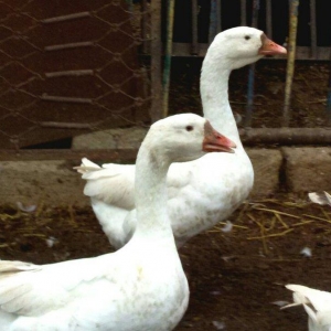 Rus, kuban, kubanan dönmə qaz satıram 7,8 aylıq biri 40, 35 manata unv