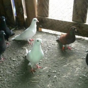 quslar özümdu coxdu deye azaldiram uçan quslard