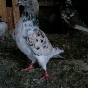 ebres erkey oynaqsiz 4saat dan çox gezir sağlaml