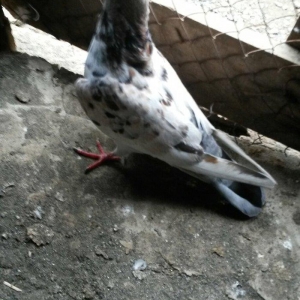 ebres erkey oynaqsiz 4saat dan çox gezir sağlamligina da cavabdehem sa