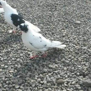 17 tuk qarabas maya cute düşmeye hazırdı oynag