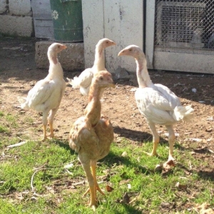 4 ayliq cox doyuwken ag heyrati cuceler satilir at