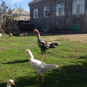 4 ayliq cox doyuwken ag heyrati cuceler satilir ata analari wekilde go