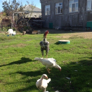 4 ayliq cox doyuwken ag heyrati cuceler satilir ata analari wekilde go