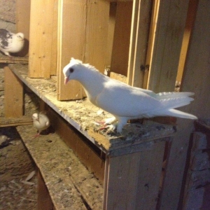 6 saat ucan qewey oynagi olan cavan saglam mayadi 