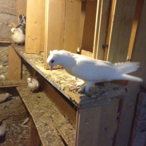 6 saat ucan qewey oynagi olan cavan saglam mayadi ucan quwdu hemde vit