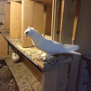 6 saat ucan qewey oynagi olan cavan saglam mayadi ucan quwdu hemde vit