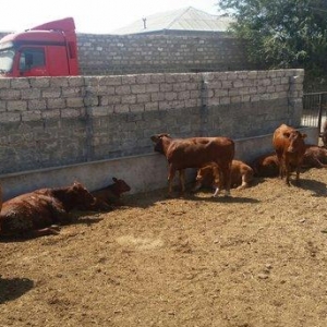 hər növ cins erkək danalar 180 kq dan başlayan