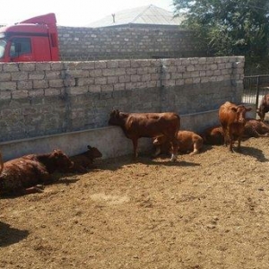 hər növ cins erkək danalar 180 kq dan başlayan diri cekiyke isdenilən