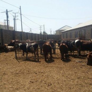 hər növ cins erkək danalar 180 kq dan başlayan diri cekiyke isdenilən