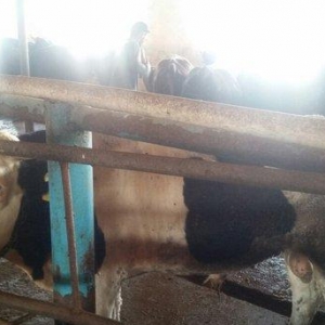 hər növ cins erkək danalar 180 kq dan başlayan diri cekiyke isdenilən