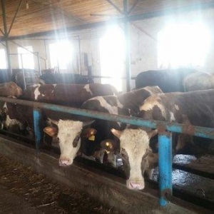 hər növ cins erkək danalar 180 kq dan başlayan diri cekiyke isdenilən