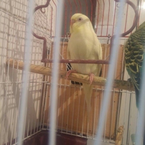 Cut papuqay qefesle bir yerde sari lutino qirmizi 