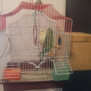 Cut papuqay qefesle bir yerde sari lutino qirmizi gozdu bir defe bala