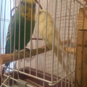 Cut papuqay qefesle bir yerde sari lutino qirmizi gozdu bir defe bala