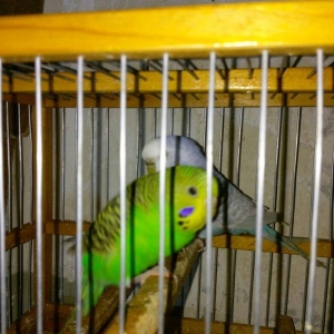 Hazir bala veren cut satiram .erkek mavi spengel ,disi yasil .bir defe