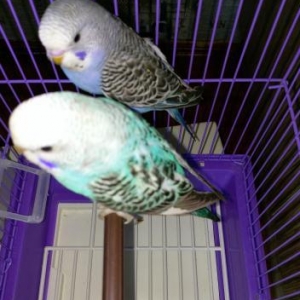 Sekilde gorduyunuz quslardir. Cox saglam ve aktivdir. Tund reng