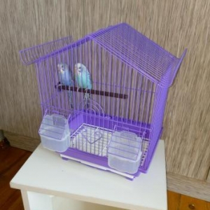 Sekilde gorduyunuz quslardir. Cox saglam ve aktivdir. Tund reng