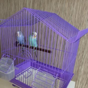 Sekilde gorduyunuz quslardir. Cox saglam ve aktivdir. Tund reng