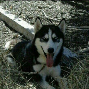 temiz xaski satilir 1 defe bala verib erkek xaskide var ikisi ayriliqd