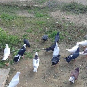 19 quwdu her cur quw var. tecili tergidirem 80 man