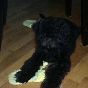 Pudel 5 aylir. Evi ve butun aksisuarlari hediyye. Tam saglamdir. Diwii