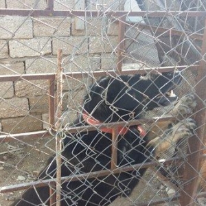 Avcarka satiram. 2 yawin var. Real alıcıya qiymət fərqi ola bilər.