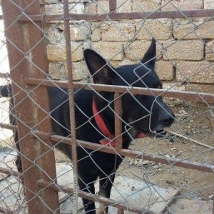 Avcarka satiram. 2 yawin var. Real alıcıya qiymət fərqi ola bilər.