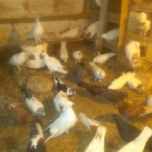 Qus goyerchin tecili satilir. Hamisi bir yerde. Te