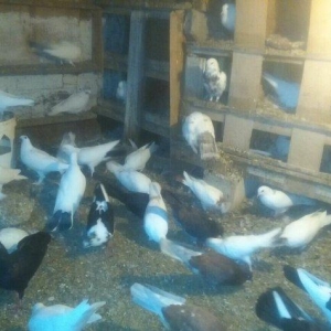 Qus goyerchin tecili satilir. Hamisi bir yerde. Tek tek satilmir. Biri