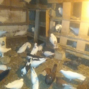 Qus goyerchin tecili satilir. Hamisi bir yerde. Tek tek satilmir. Biri