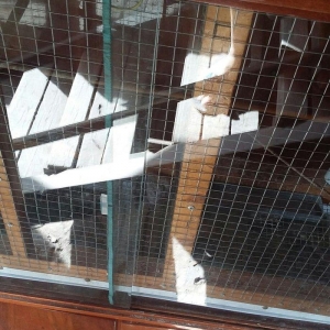 papuqaylar üçün iri qəfəsdi iki yuvası yay qapısı qış qapısı quşlara a