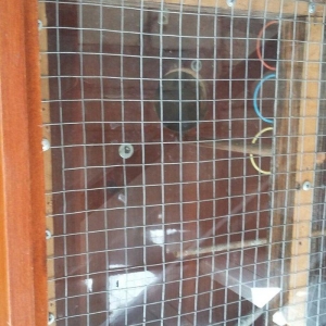 papuqaylar üçün iri qəfəsdi iki yuvası yay qapısı qış qapısı quşlara a