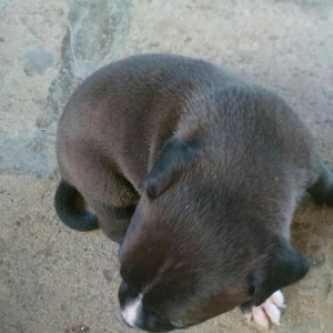 Pitbull balasi satilir atasi anasi qaradagda taninmis itlərdi tayson v