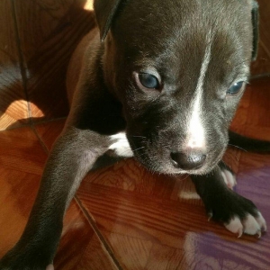 Pitbull balasi satilir atasi anasi qaradagda taninmis itlərdi tayson v