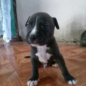 Pitbull balasi satilir atasi anasi qaradagda taninmis itlərdi tayson v