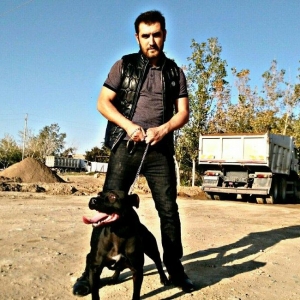 Pitbull balasi satilir atasi anasi qaradagda taninmis itlərdi tayson v