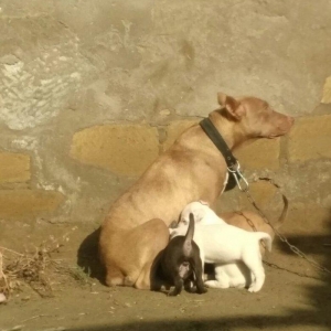 Pitbull balasi satilir atasi anasi qaradagda taninmis itlərdi tayson v