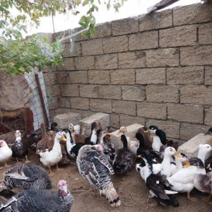 Ses salan ordekler satilir 25.30 dene var hamisi iridi