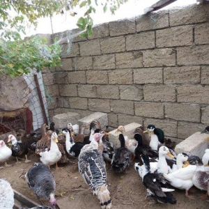 Ses salan ordekler satilir 25.30 dene var hamisi iridi